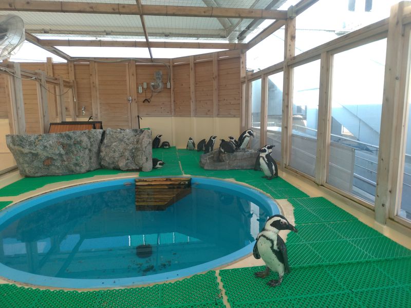 名古屋港水族館企鵝