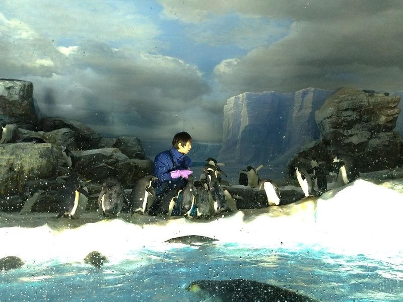 名古屋港水族館企鵝