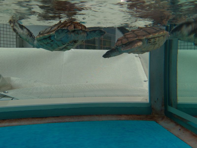 名古屋港水族館大海龜