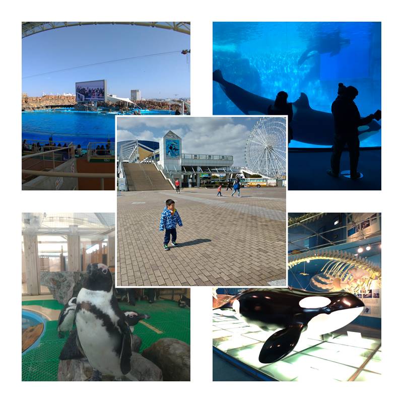 名古屋港水族館～訂票優惠、交通方式、表演活動時間安排攻略、世界最大海豚秀(有影片)